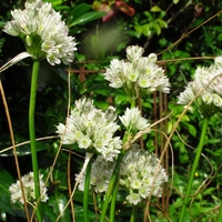 Allium rupestre  Photo: A. Hoog